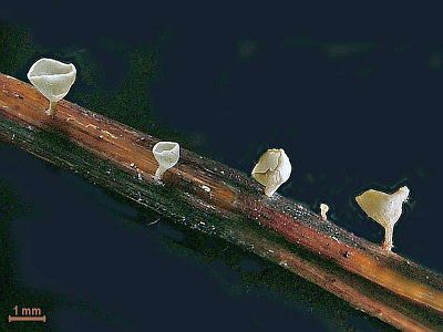 Кроцикреас чашевидный (Crocicreas cyathoideum); 
Фото Юрия Семенова