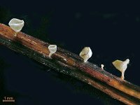 Crocicreas cyathoideum; фото Ю.Г.Семенова