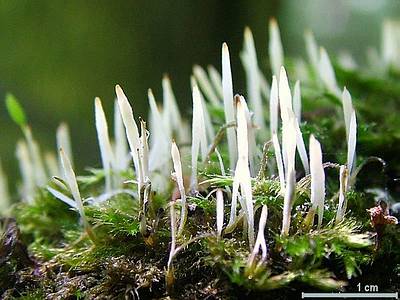Эокронарциум мохолюбивый (Eocronartium muscicola); 
Фото Юрия Семенова