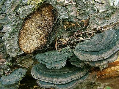 Заборный гриб (Gloeophyllum sepiarium); Фото Юрия Семенова