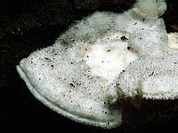 Haploporus odorus