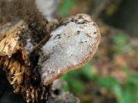 Hohenbuehelia mastrucata; фото Ю.Г.Семенова