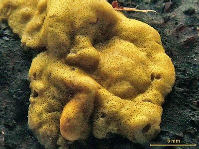 Гипокрея серно-желтая (Hypocrea sulphurea); 
Фото Юрия Семенова