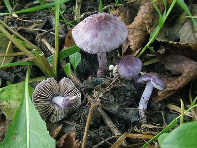 Волоконница земляная форма фиолетовая  (Inocybe geophylla var lilacina); 
Фото Юрия Семенова