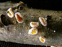 Lachnum bicolor