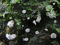 Lachnum virgineum; фото Ю.Г.Семенова