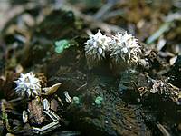 Lycoperdon foetidum; фото Юрия Семенова