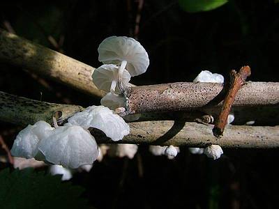 Негниючник  ярко-белый  (Marasmiellus candidus); 
Фото Юрия Семенова