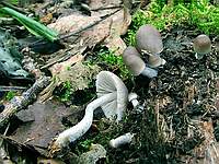 Mycena galericulata; фото Ю.Г.Семенова