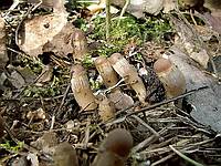 Psathyrella spadiceo-grisea