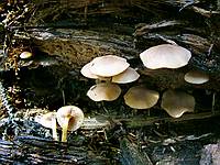 Неопознанный гриб; фото Ю.Г.Семенова