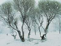 Снег; фото Юрия Семенова