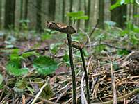 Auriscalpium vulgare; фото Юрия Семенова