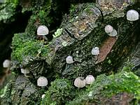 Mycena pseudocorticola; фото Юрия Семенова