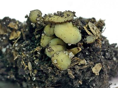 Подофасидиум медово-жёлтый (Podophacidium xanthomelum); 
Фото Юрия Семенова