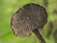 Легко узнаваемые шипики на нижней стороне шляпки аурискальпиума обыкновенного; фото Т.В.Светловой