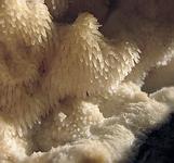 Климакодон северный (Climacodon_septentrionalis): шипики-усики; Фото Светловой Т.В.