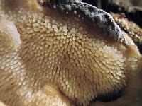 Климакодон северный (Climacodon_septentrionalis): шипики-усики; Фото Светловой Т.В.