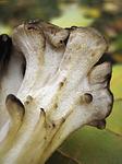 Грифола курчавая  (Grifola frondosa): молодые плодовые тела; Фото Светловой Т.В.