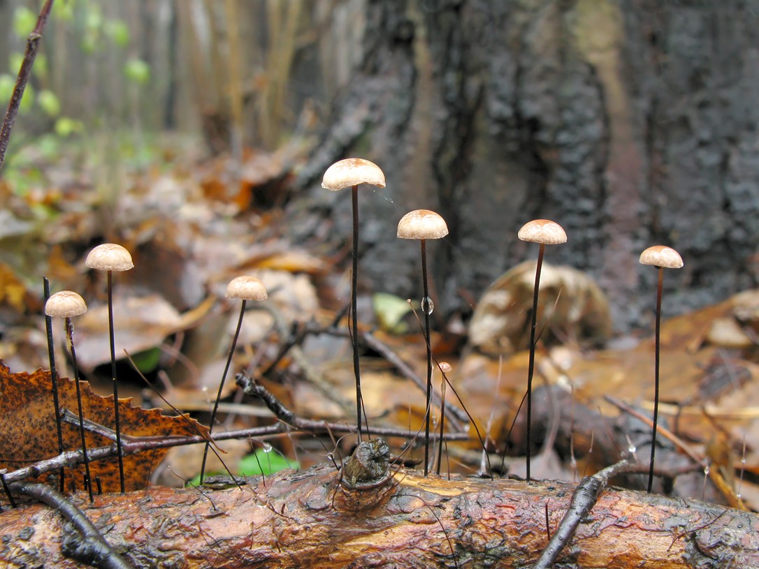 Фотокаталог грибов Негниючник тычинковидный Marasmius androsaceus