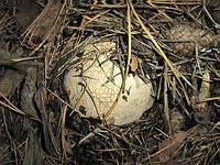 Весёлка обыкновенная в стадии яйца: идентифицировано по росшим рядом созревшим плодовым телам; фото Т.В.Светловой