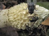 Весёлка обыкновенная (Phallus impudicus): споры переносят мухи, привлечённые тошнотворным запахом гниющего мяса; фото Т.В.Светловой
