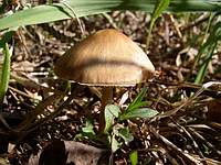 Неопознанный гриб: фото Игоря Терехова