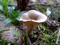 Неопознанный гриб: фото Игоря Терехова