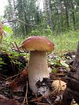 Березовая форма белого гриба, Boletus edulis