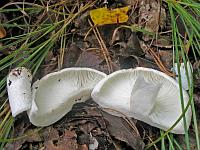 Подгруздок белый, Russula delica