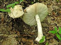 Мухомор одинокий (Amanita solitaria): найден 24 июня 2007 г. Именно этот гриб послужил источником спор (spores) и путаницы с названиями; Фото Ирины Ухановой