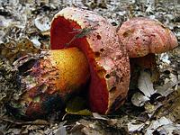 Boletus_purpureus_UIA_20080814_small.jpg