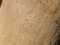 Boletus reticulatus; фото Ирины Ухановой