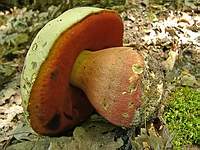 Сатанинский гриб (Boletus satanas); Фото Ирины Ухановой