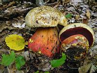 Boletus_satanas_UIA_20080814_small.jpg