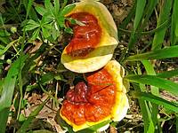 Ganoderma lucidum; фото Ирины Ухановой