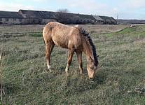 Лошадь; фото Ирины Ухановой