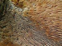 Пилолистник бокаловидный (Lentinus cyathiformis): пластинки с зубчиками как у пилы; Фото Ирины Ухановой