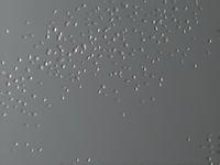 Фотография спор грифолы разветвлённой, выполненная с использованием 
любительского USB-микроскопа Webbers G50s. Фото Якименко А
