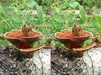 Дедалеопсис трёхцветный (Daedaleopsis tricolor): стереоизображение. Фото А.Е. Смирнова