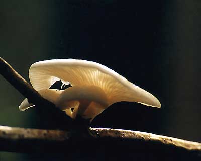 Вешенка легочная (Pleurotus pulmonarius); Фото В.Степанова