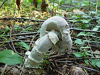 Неопознанный гриб 1; фото  В.Степанова