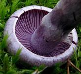 Паутинник камфарный (Cortinarius camphoratus); Фото Богданова А.