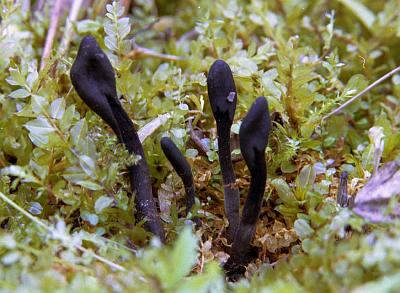 Трихоглоссум жестковолосистый (Trichoglossum hirsutum); 
Фото Евгения Попова