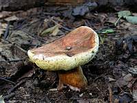 Каштановый гриб (Gyroporus castaneus); фото Александра Каханкова