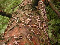 Трихаптум пихтовый (Trichaptum abietinum); Фото Д.Песочинского