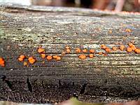 Нектрия киноварно-красная  (Nectria cinnabarina); 
Фото Дмитрия Песочинского