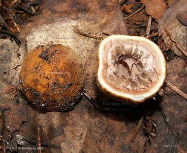 Элафомицес зернистый (Elaphomyces granulatus); 
Фото Ивана Матершева
