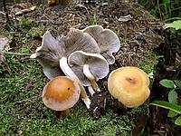 Неопознанный гриб Hypholoma; фото Михаила Карпова