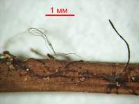 Микромфале щербатая (Micromphale perforans): мицелиальные тяжи на сосновой иголке, х30; фото А.E.Смирнова